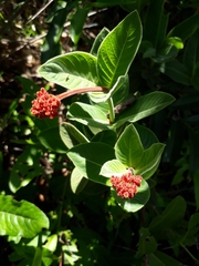 Palicourea officinalis