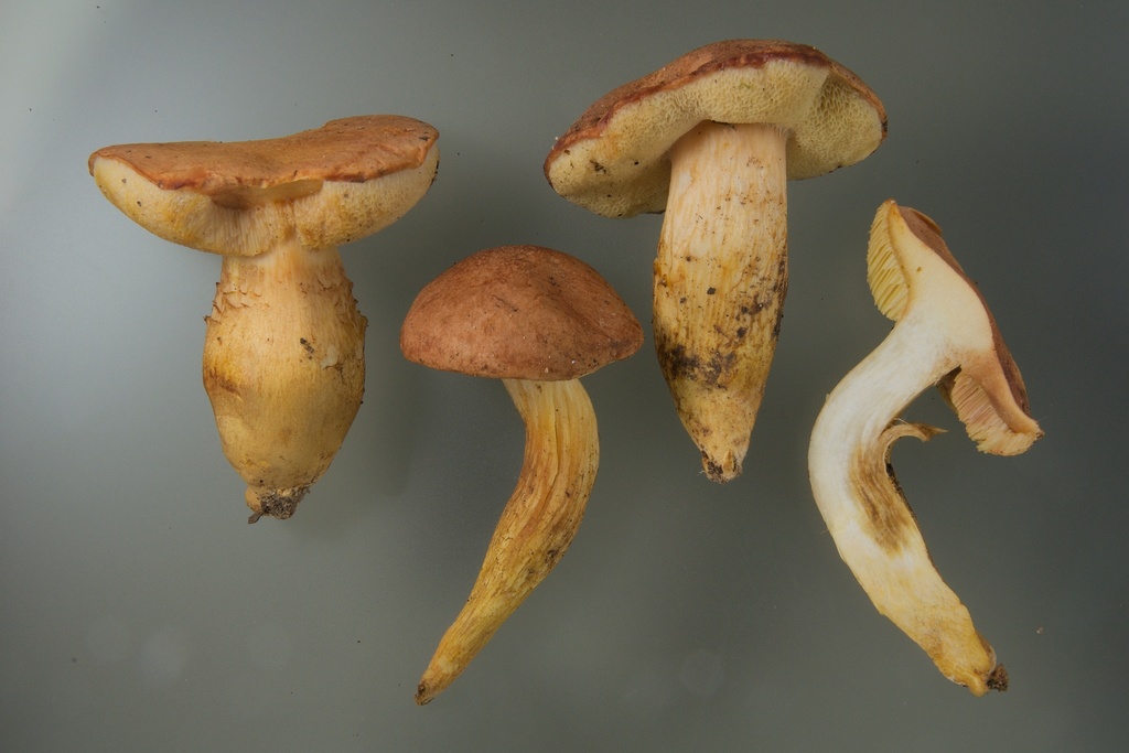 tawny bolete