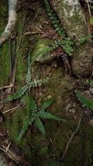 Polystichum rhizophyllum