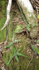 Polystichum rhizophyllum