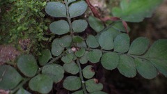 Polystichum rhizophyllum