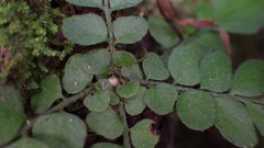 Polystichum rhizophyllum
