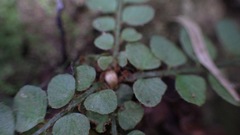 Polystichum rhizophyllum