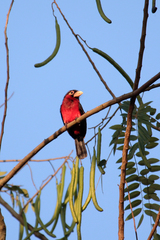 Lybius bidentatus