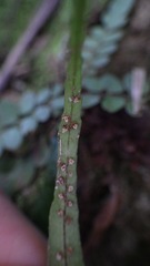 Polystichum rhizophyllum
