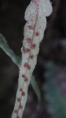 Polystichum rhizophyllum