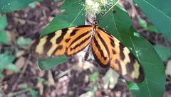 Mechanitis lysimnia utemaia