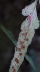 Polystichum rhizophyllum