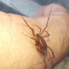 Holovonones compressus