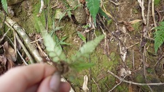 Polystichum rhizophyllum