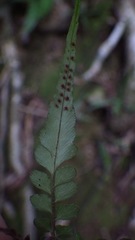 Polystichum rhizophyllum