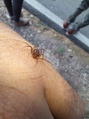 Holovonones compressus