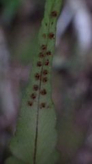 Polystichum rhizophyllum