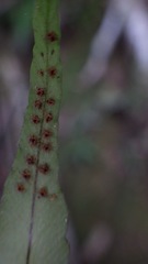 Polystichum rhizophyllum
