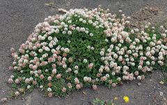 Trifolium ambiguum