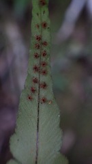 Polystichum rhizophyllum