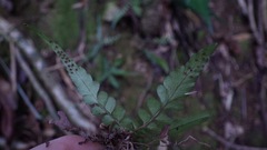 Polystichum rhizophyllum