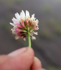 Trifolium ambiguum