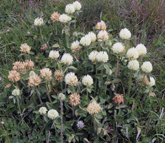 Trifolium canescens