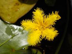 Nymphoides fallax