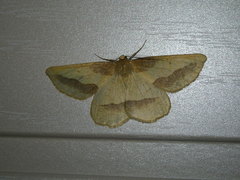 Aspitates acuminaria