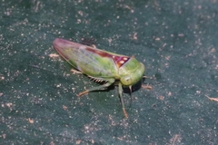Viridicerus ustulatus