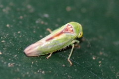 Viridicerus ustulatus