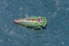 Viridicerus ustulatus