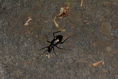 Oxycheila tristis