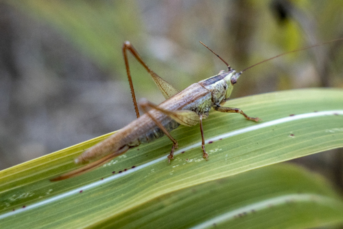 Long-winged Conehead