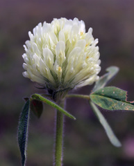 Trifolium canescens