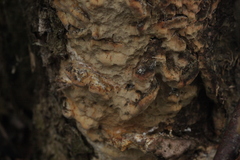 Antrodia heteromorpha