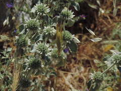 Marrubium incanum