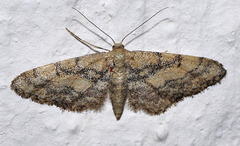 Idaea deitanaria