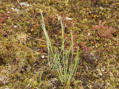 Festuca maritima