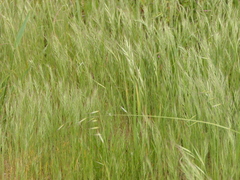 Festuca maritima