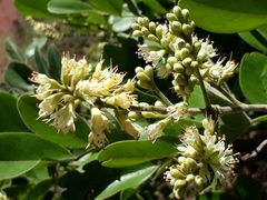 Leptolobium dasycarpum