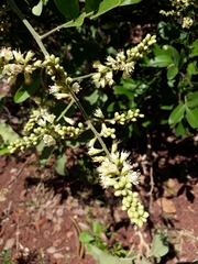 Leptolobium dasycarpum