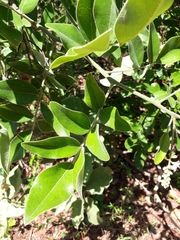 Leptolobium dasycarpum