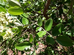 Leptolobium dasycarpum