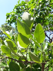 Leptolobium dasycarpum