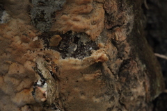 Antrodia heteromorpha