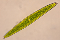 Closterium acerosum lanceolatum