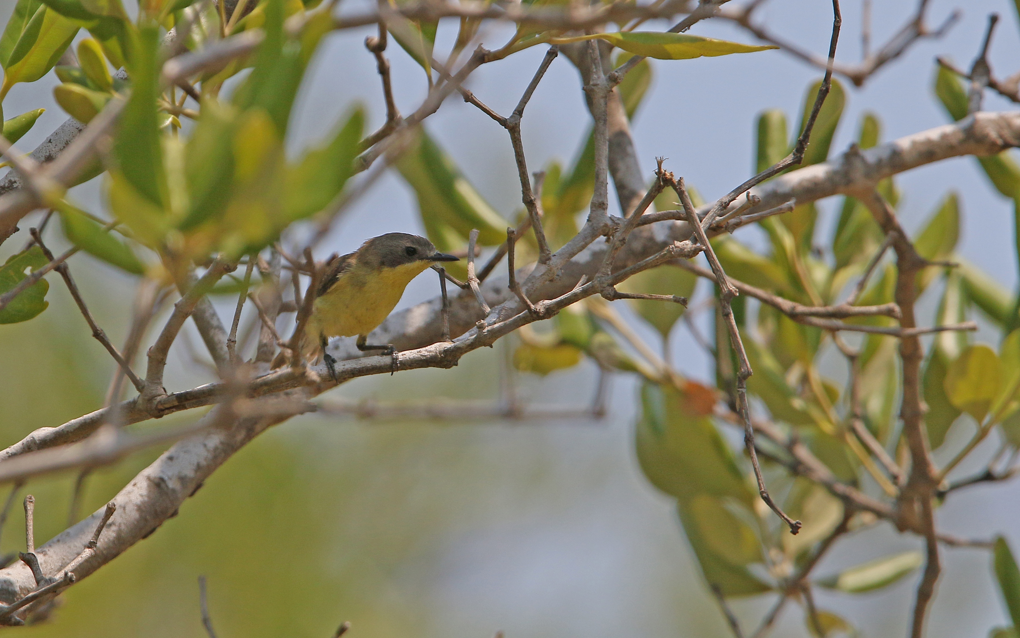 Golden-bellied Gerygone illustration