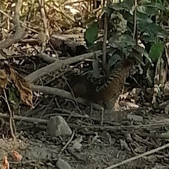 Notocitellus annulatus