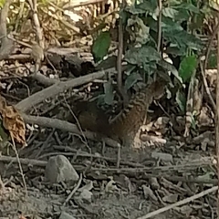 Notocitellus annulatus