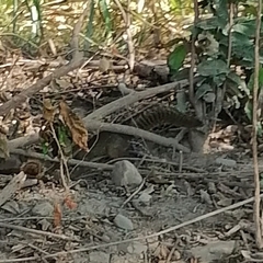 Notocitellus annulatus