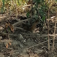 Notocitellus annulatus