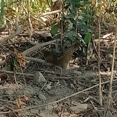 Notocitellus annulatus