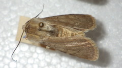 Euxoa decora